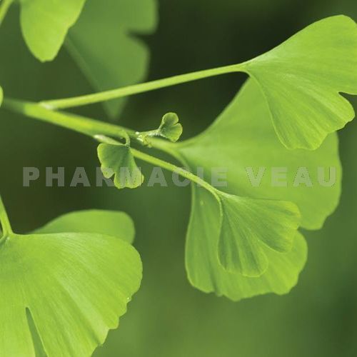 eps extrait gingko pharmacie veau