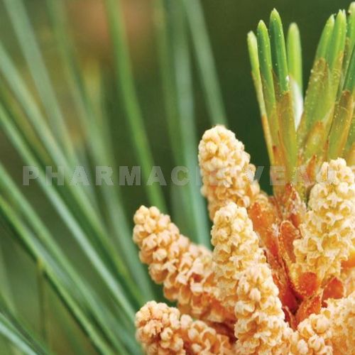 eps pin sylvestre extrait plante fluide pileje