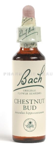 Fleur de Bach Bourgeon de Marronnier / Chestnut Bud  - Flacon compte-gouttes 20 ml