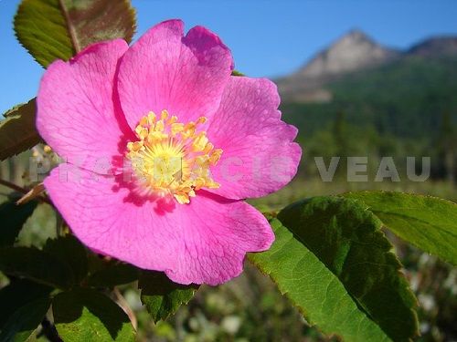 Fleur de Bach Eglantine / Wild rose - Flacon compte-gouttes 20 ml