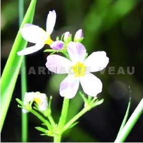 Fleur de Bach Hottonie des marais / Water Violet - Flacon compte-gouttes 20 ml