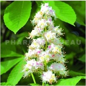 Fleur de Bach Marronnier blanc / White Chestnut - Flacon compte-gouttes 20 ml