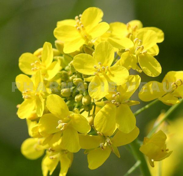 Fleur de Bach Moutarde / Mustard - Flacon compte-gouttes 20 ml
