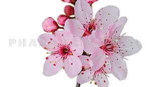 Fleur de Bach Prunus / Cherry Plum - Flacon compte-gouttes 20 ml