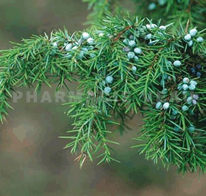 GENÉVRIER COMMUN Juniperus communis ssp communis Huile Essentielle 5 ml Pranarom